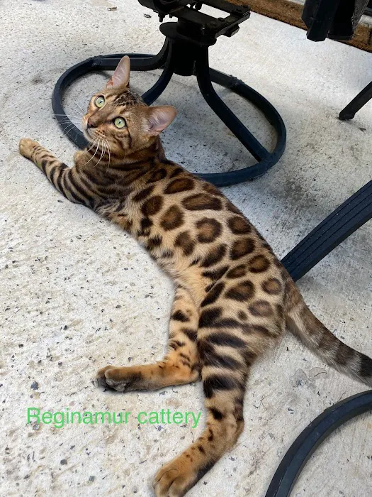 ReginaMur Bengal Cattery Picture 1