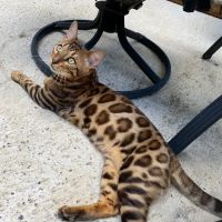 ReginaMur Bengal Cattery ico