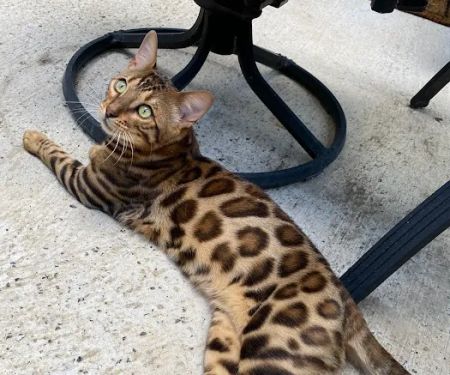 ReginaMur Bengal Cattery