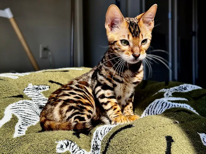 ReginaMur Bengal Cattery Picture 4