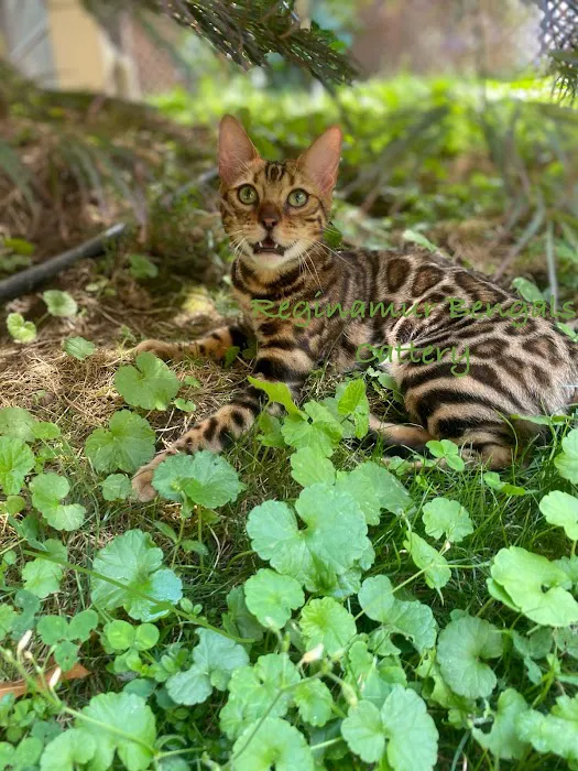 ReginaMur Bengal Cattery Picture 7