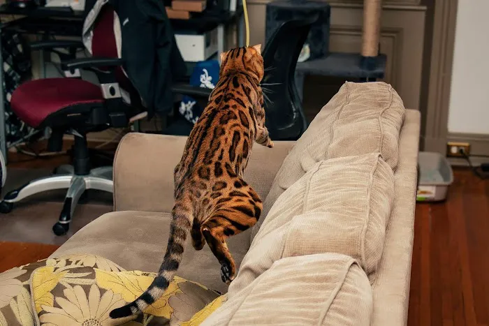 ReginaMur Bengal Cattery Picture 6