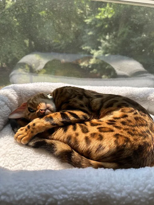 ReginaMur Bengal Cattery Picture 9