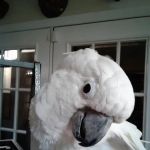 Fur Feathers & Scales Mobile Vet Service