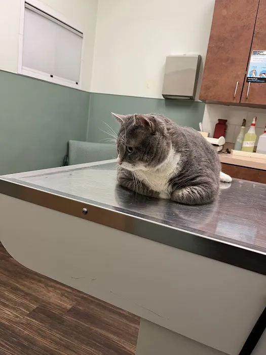 Bree's Animal Hospital Picture 6