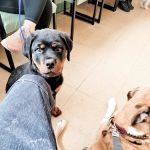 Bree's Animal Hospital