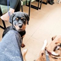 Bree's Animal Hospital ico