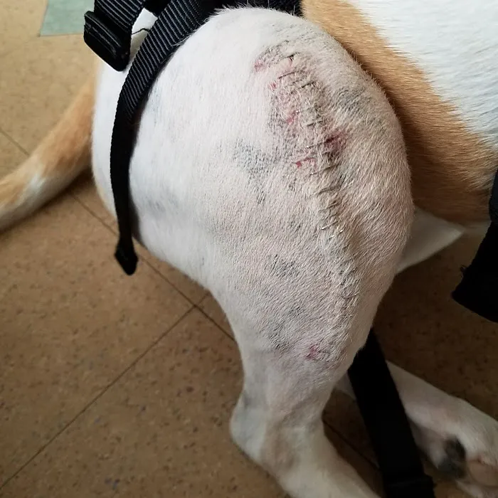 Bree's Animal Hospital Picture 2