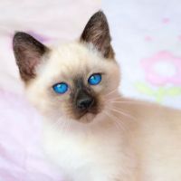 GlasSlipper Cattery ico