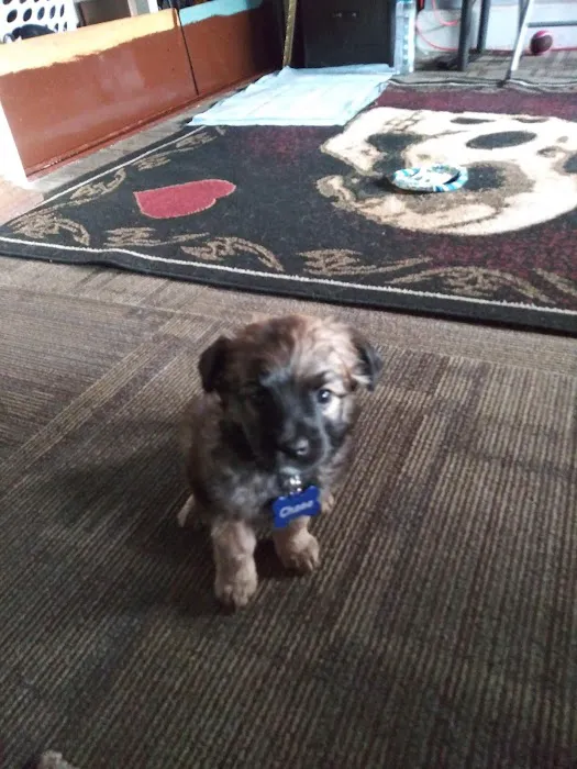 Noah's Ark Animal Hospital Picture 9