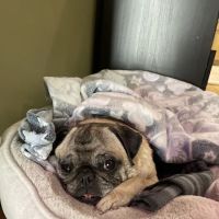 Noah's Ark Animal Hospital ico