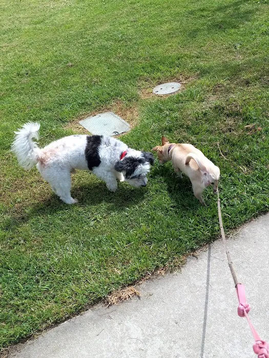 Helme Yorkie Puppies And French Bulldog Puppies For Sale. Picture 6