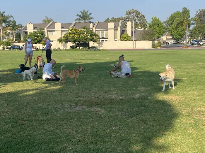 Helme Yorkie Puppies And French Bulldog Puppies For Sale. Picture 9