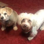 Rhawnhurst Animal Hospital