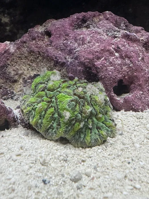Green Mountain Coral Picture 2