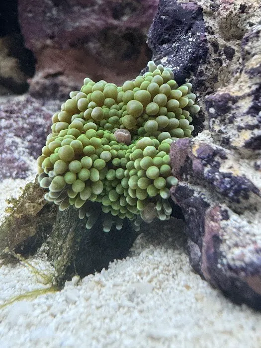 Green Mountain Coral Picture 3