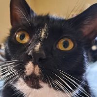 Boulevard Animal Hospital ico