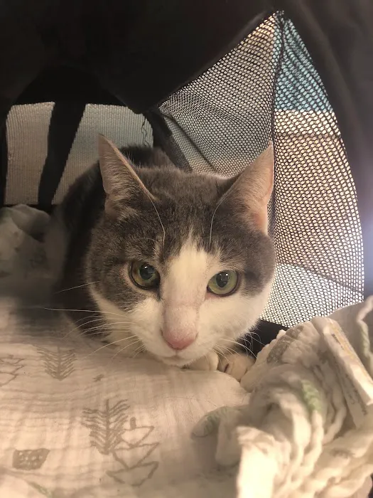 Boulevard Animal Hospital Picture 8