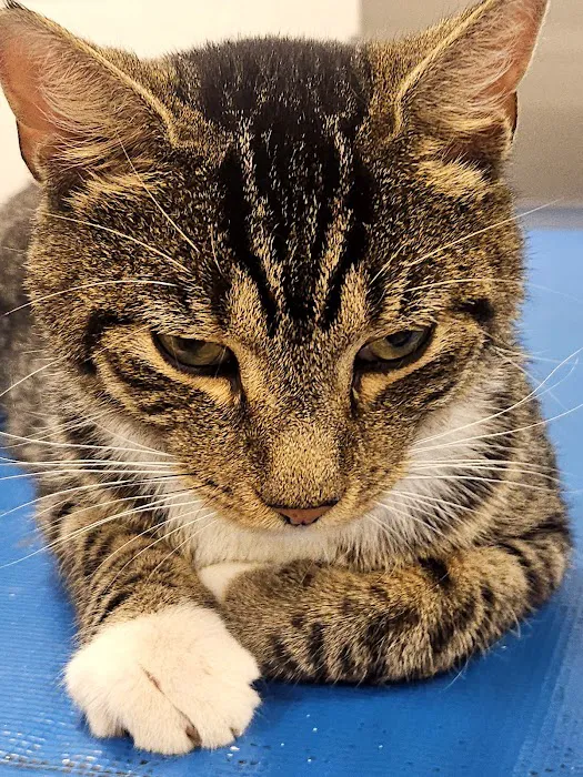 Boulevard Animal Hospital Picture 7