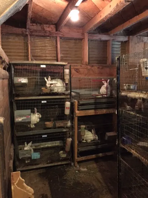 Silver Ridge Rabbitry and Farms Picture 1