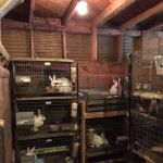 Silver Ridge Rabbitry and Farms