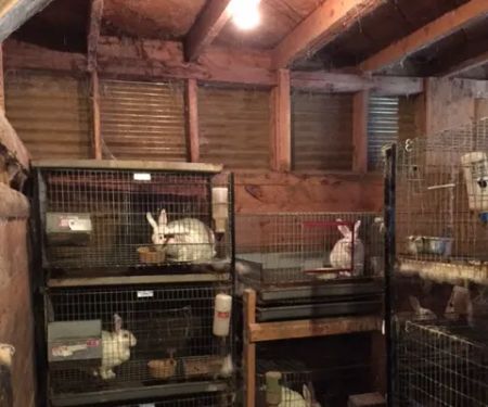 Silver Ridge Rabbitry and Farms