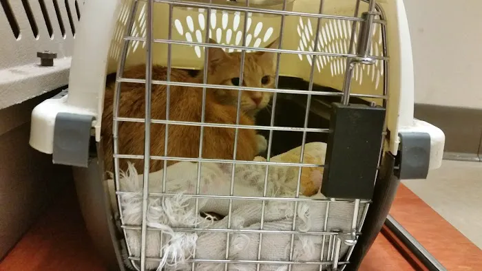PAWS Northeast Spay/Neuter & Wellness Clinic Picture 1