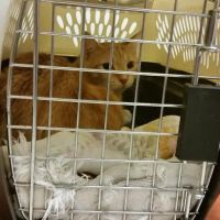 PAWS Northeast Spay/Neuter & Wellness Clinic ico