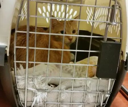 PAWS Northeast Spay/Neuter & Wellness Clinic
