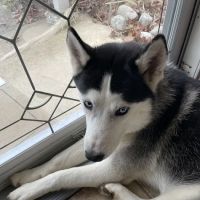 Pet Eye Care Center ico