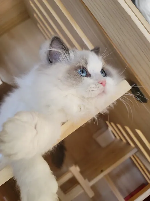 CiCi Ragdoll Cat Picture 8