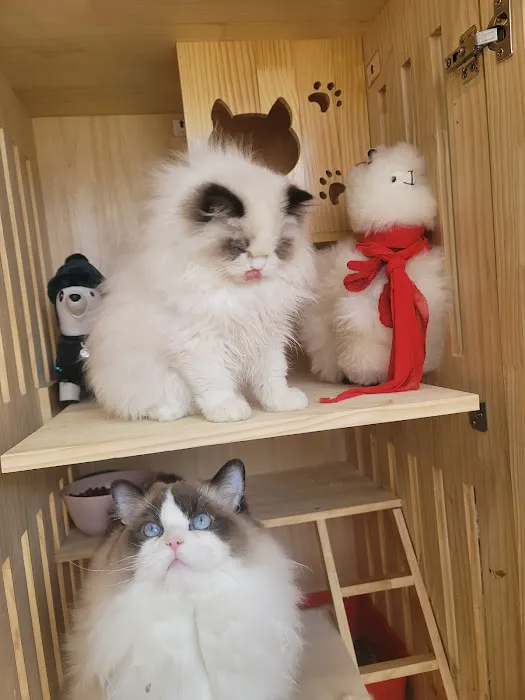 CiCi Ragdoll Cat Picture 5
