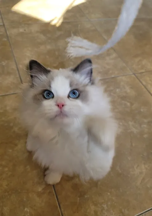 CiCi Ragdoll Cat Picture 4