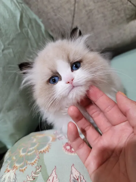 CiCi Ragdoll Cat Picture 3