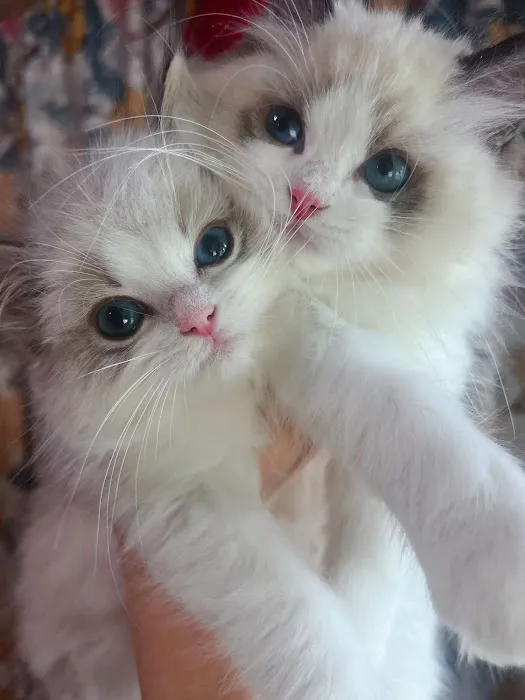 CiCi Ragdoll Cat Picture 1