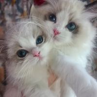 CiCi Ragdoll Cat ico