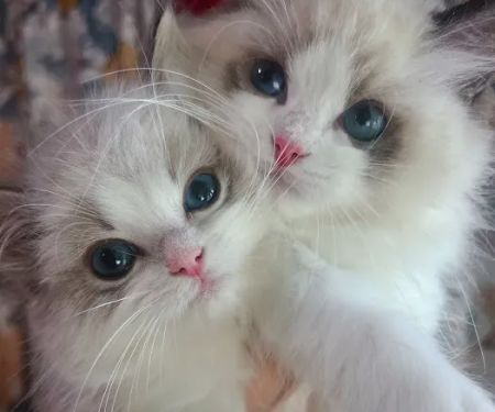 CiCi Ragdoll Cat