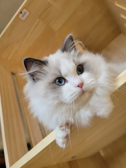 CiCi Ragdoll Cat Picture 7