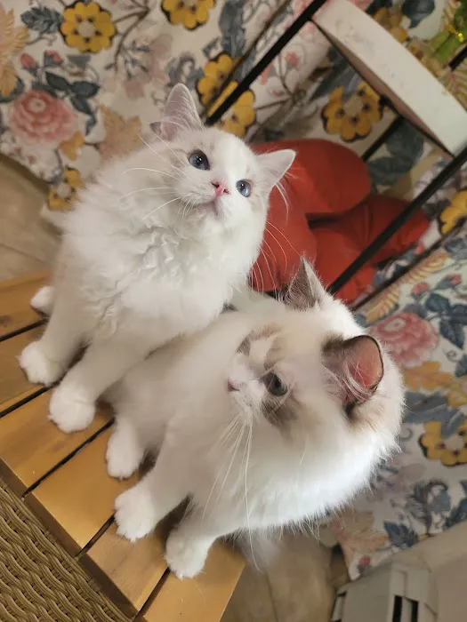 CiCi Ragdoll Cat Picture 6
