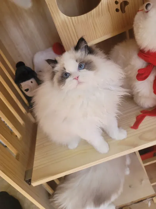 CiCi Ragdoll Cat Picture 10