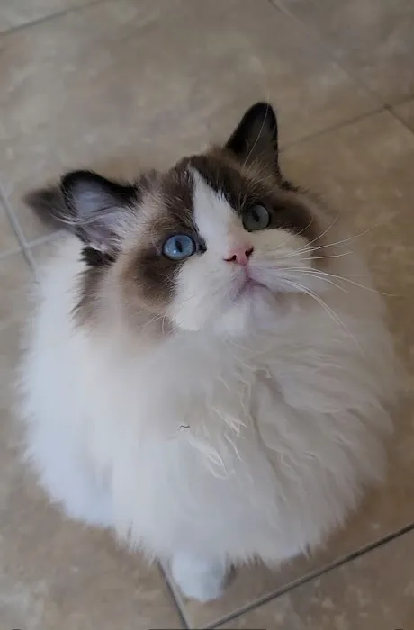CiCi Ragdoll Cat Picture 9