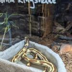 The Pet Advantage