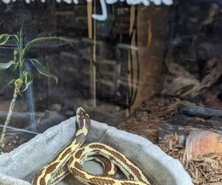 The Pet Advantage