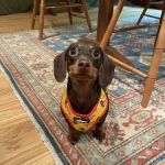 Pampered Pet Grooming & Supply