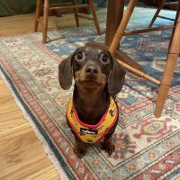 Pampered Pet Grooming & Supply ico