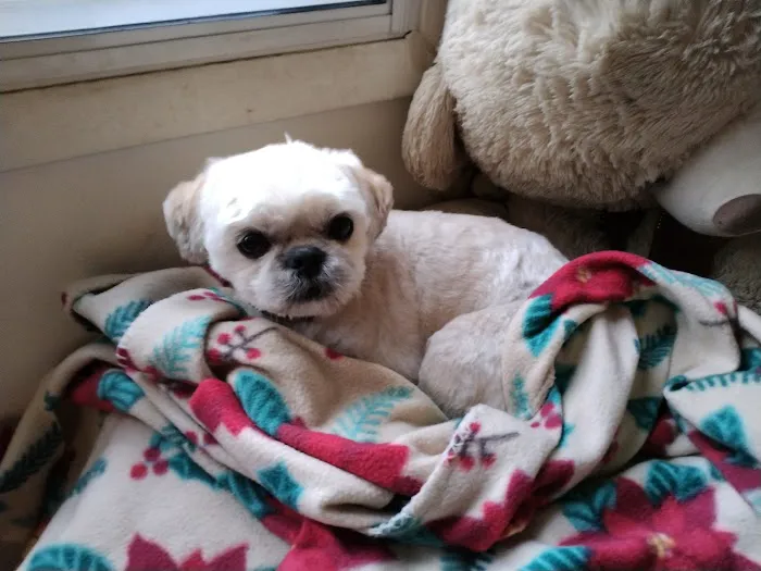 Pampered Pet Grooming & Supply Picture 3
