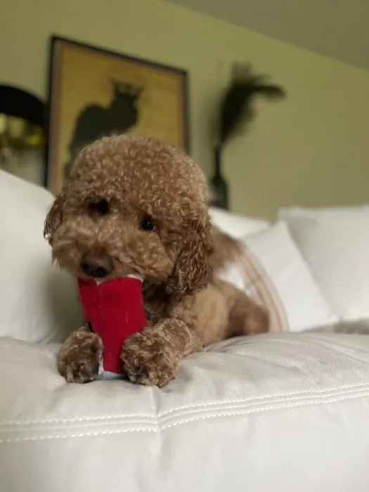 Pampered Pet Grooming & Supply Picture 5