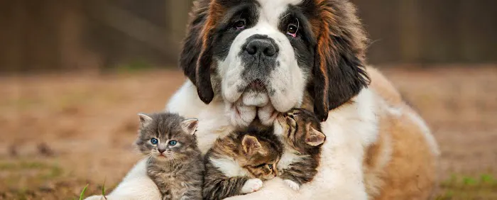 Pampered Pet Grooming & Supply Picture 7