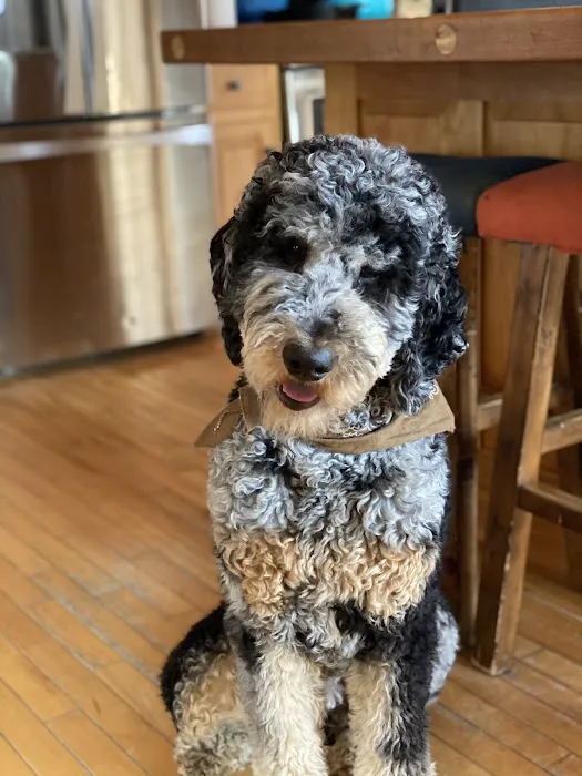 Pampered Pet Grooming & Supply Picture 10
