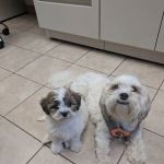 Burl-Moor-Driben Animal Hospital, LLC